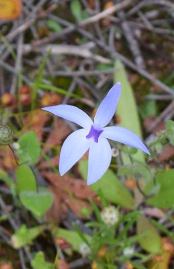 Cyanicula - Orchid-blue-fairy2-Orchid-Ridge-Sep-2018p0002.JPG